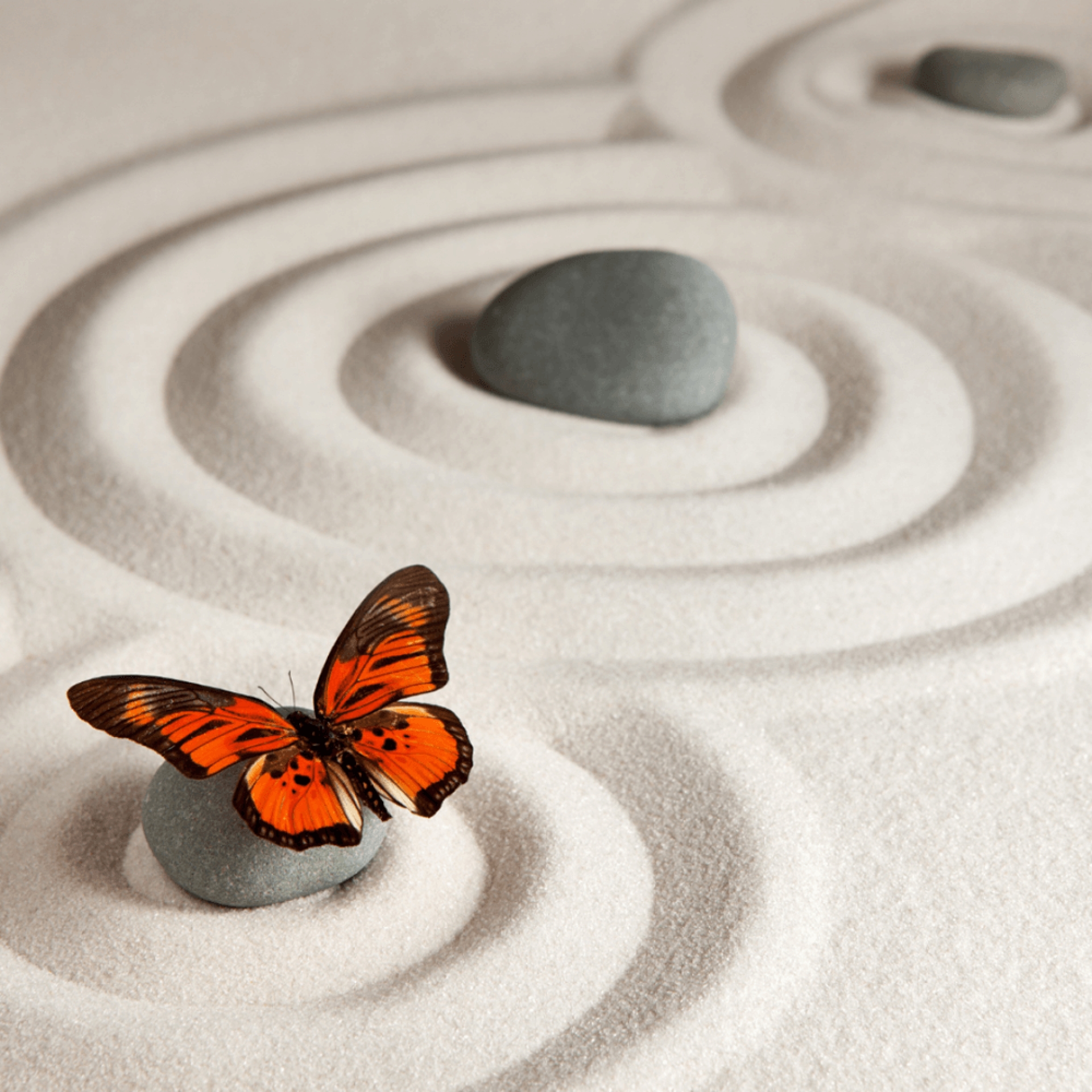 Curso Elementar Astrologia Oriental
